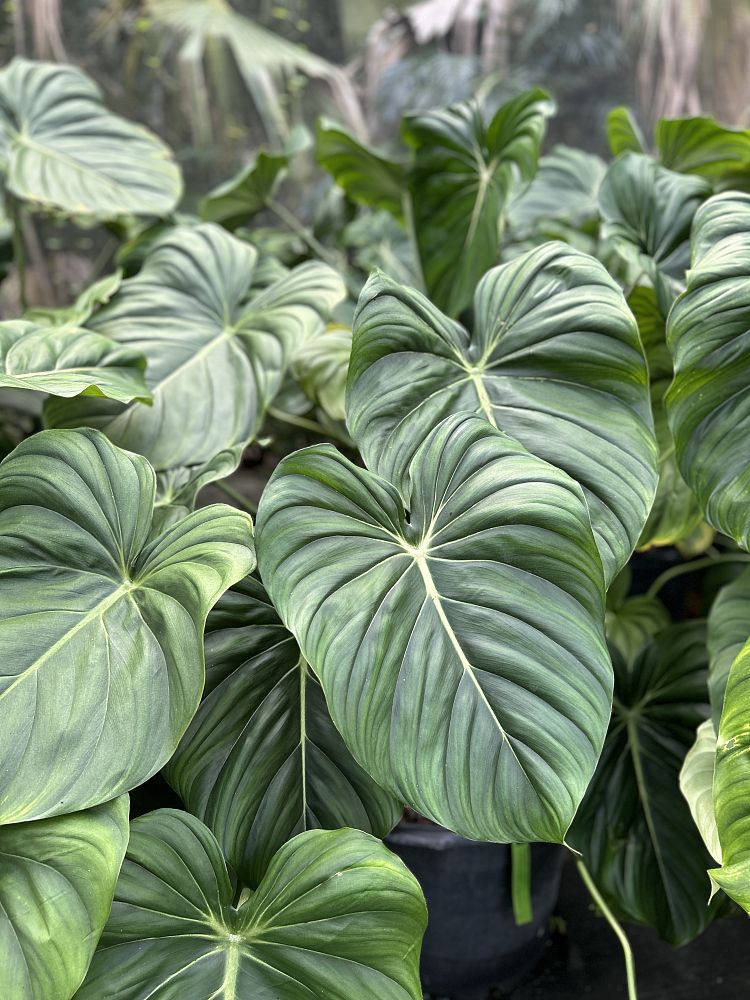 philodendron-mcdowell