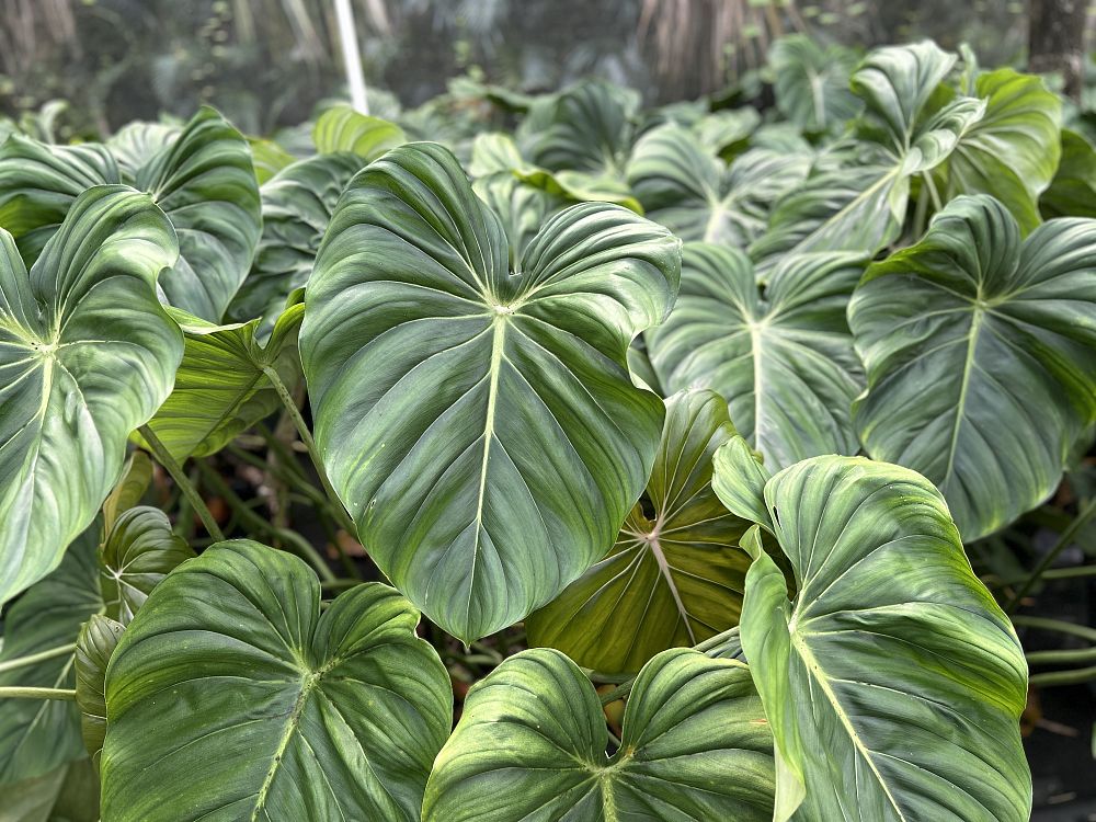 philodendron-mcdowell