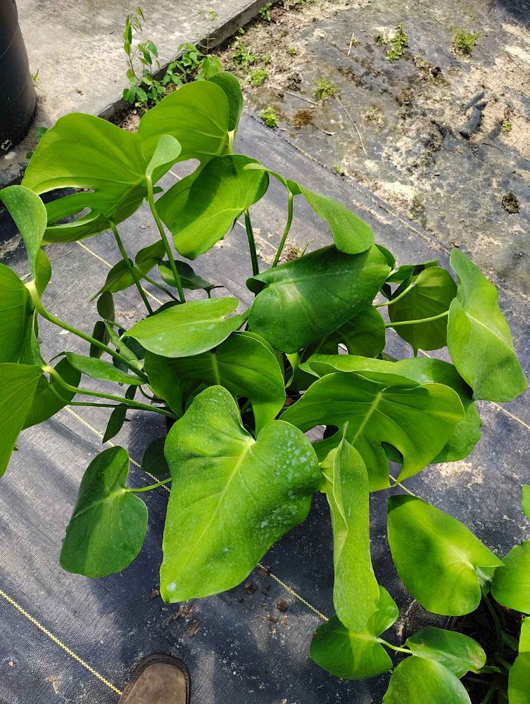philodendron-meconostigma-chumley-miniature-selloum