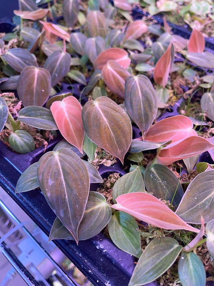 philodendron-melanochrysum-black-gold-philodendron
