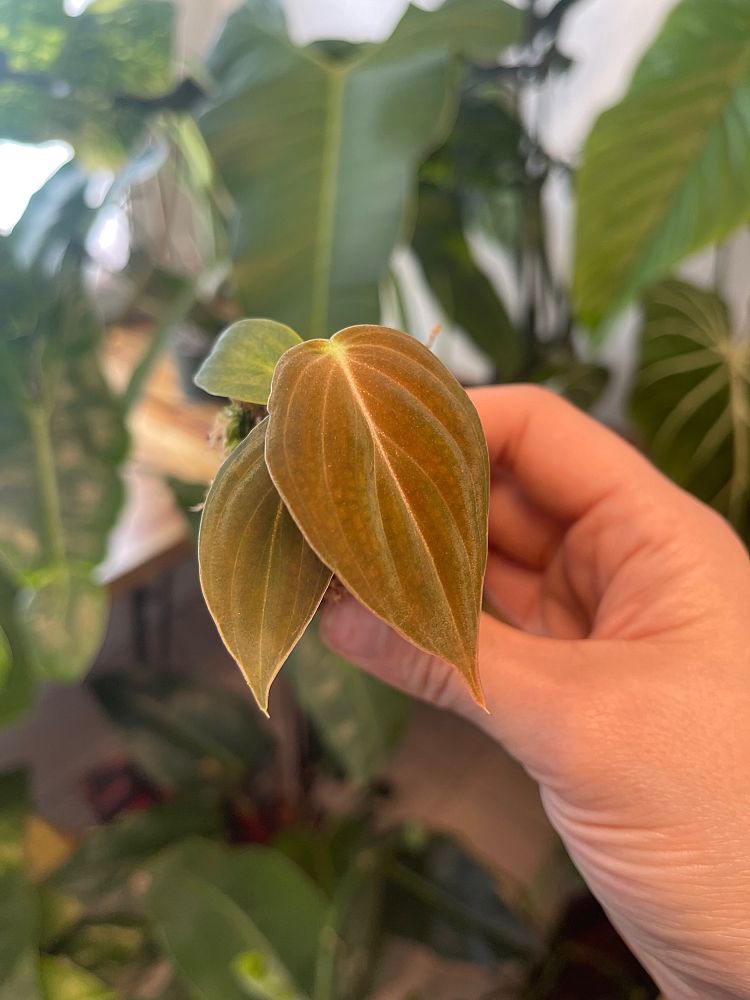 philodendron-melanochrysum-black-gold-philodendron