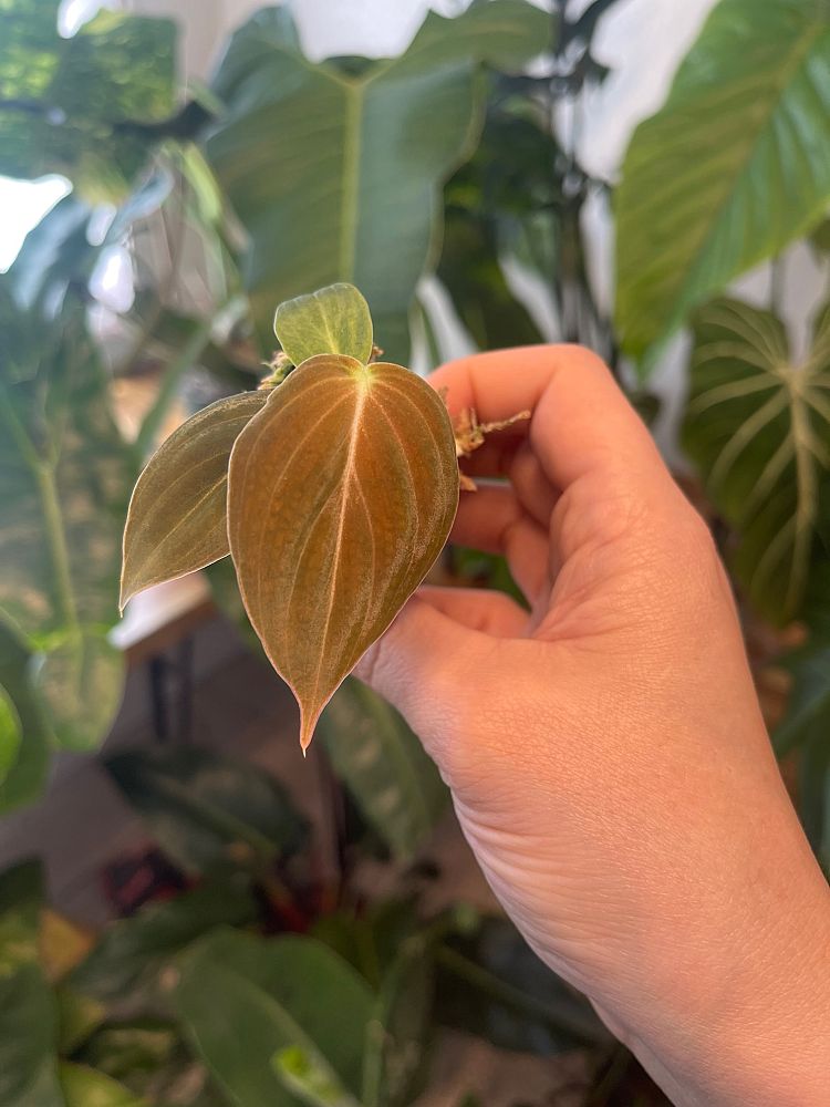 philodendron-melanochrysum-black-gold-philodendron