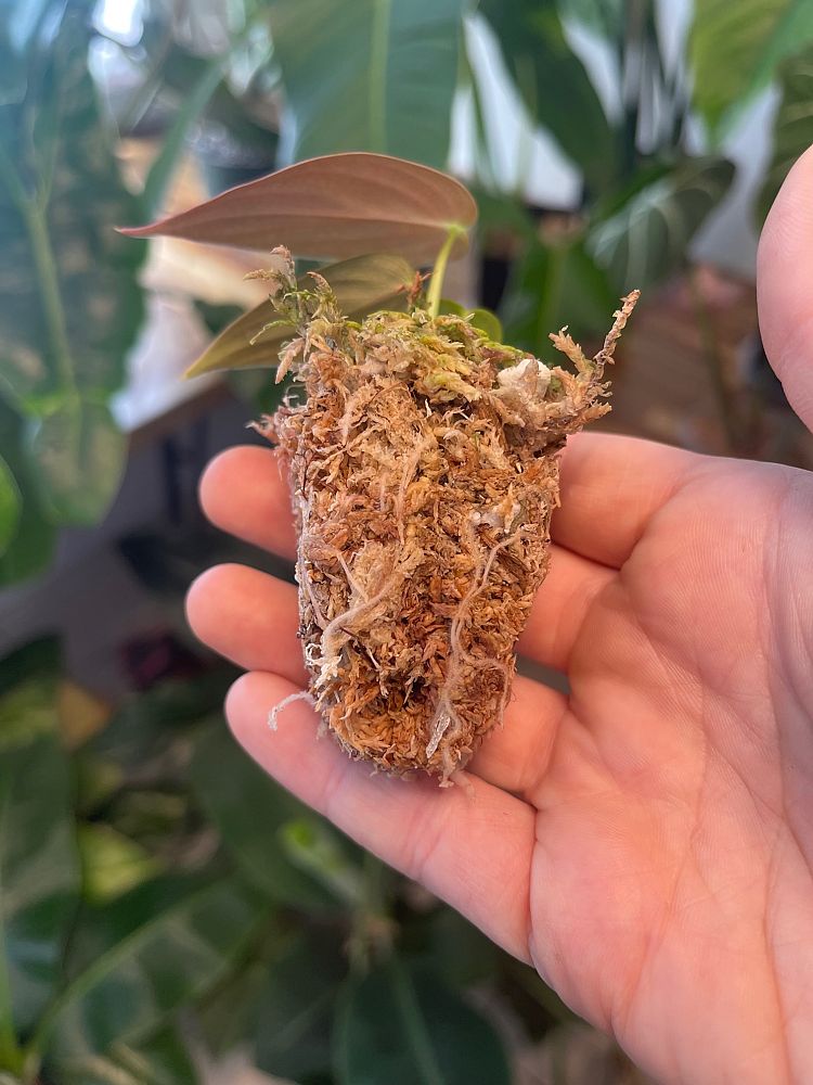 philodendron-melanochrysum-black-gold-philodendron