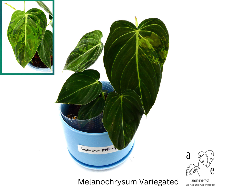 philodendron-melanochrysum-black-gold-philodendron