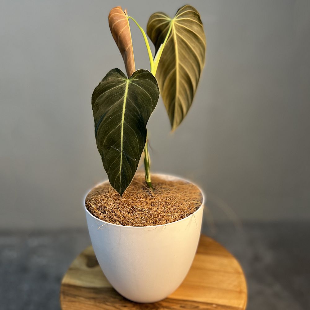 philodendron-melanochrysum-black-gold-philodendron