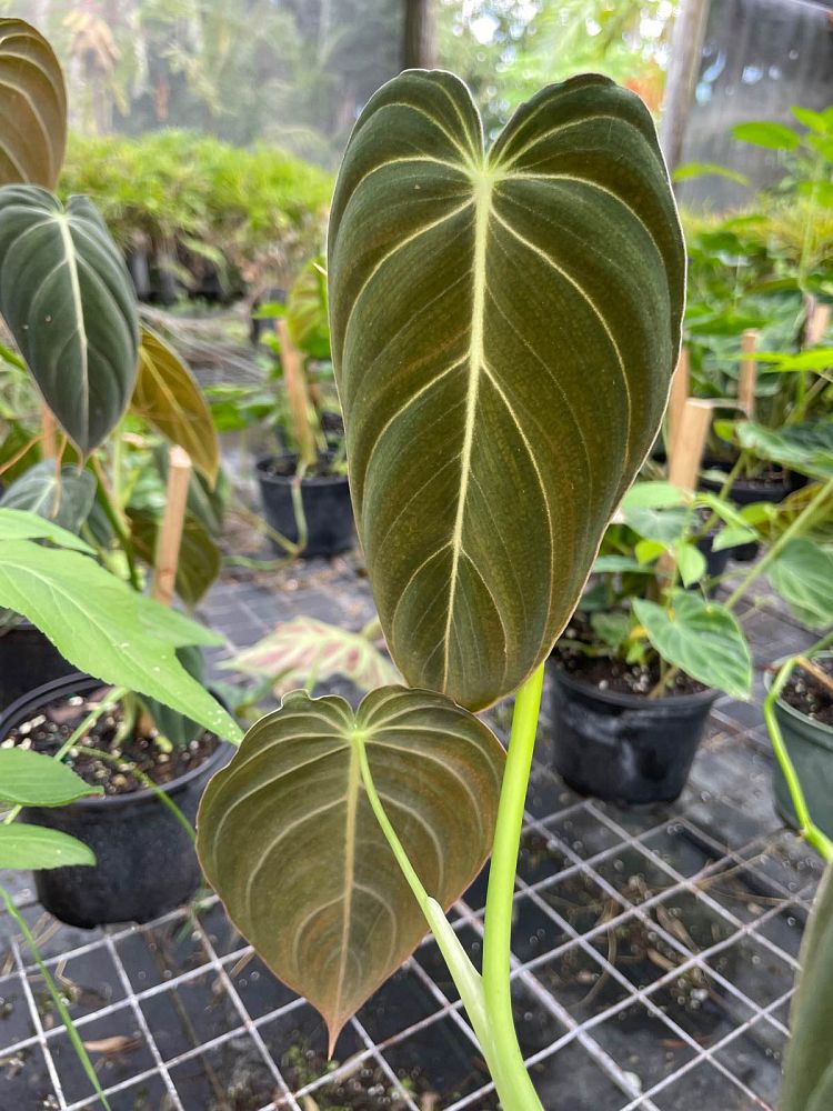 philodendron-melanochrysum-black-gold-philodendron