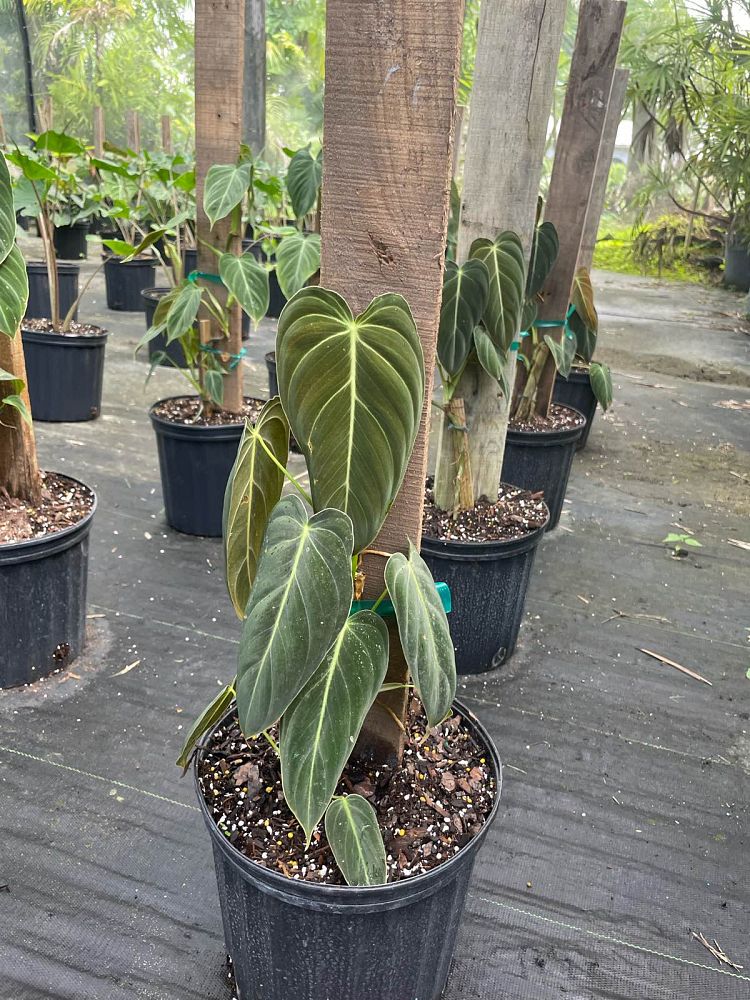 philodendron-melanochrysum-black-gold-philodendron