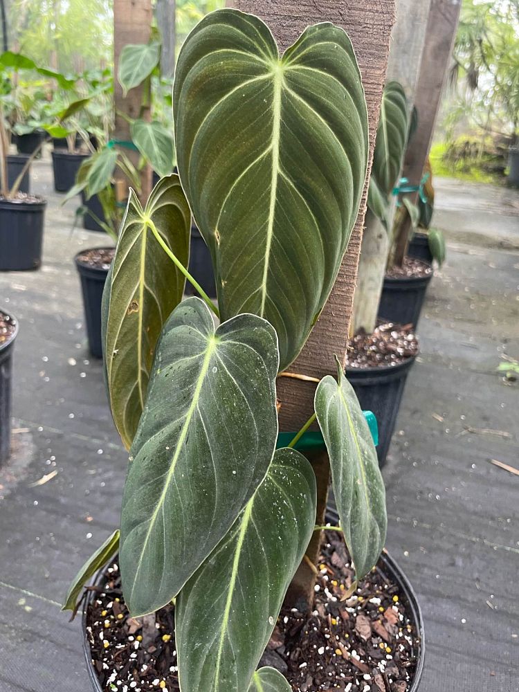 philodendron-melanochrysum-black-gold-philodendron