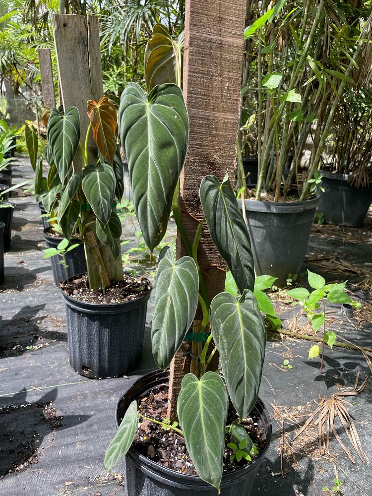 philodendron-melanochrysum-black-gold-philodendron