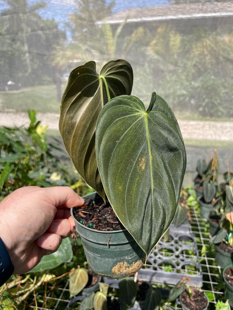 philodendron-melanochrysum-black-gold-philodendron