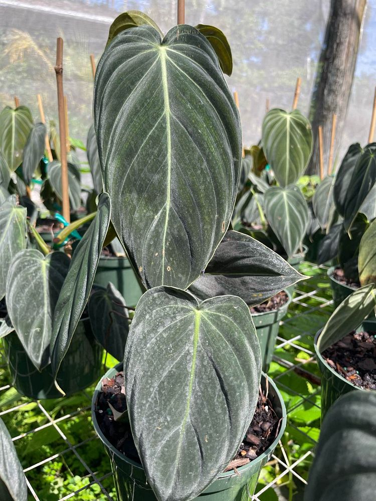 philodendron-melanochrysum-black-gold-philodendron