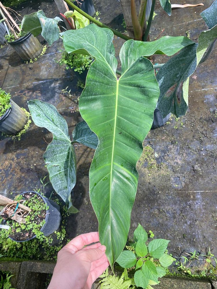 philodendron-mexicanum