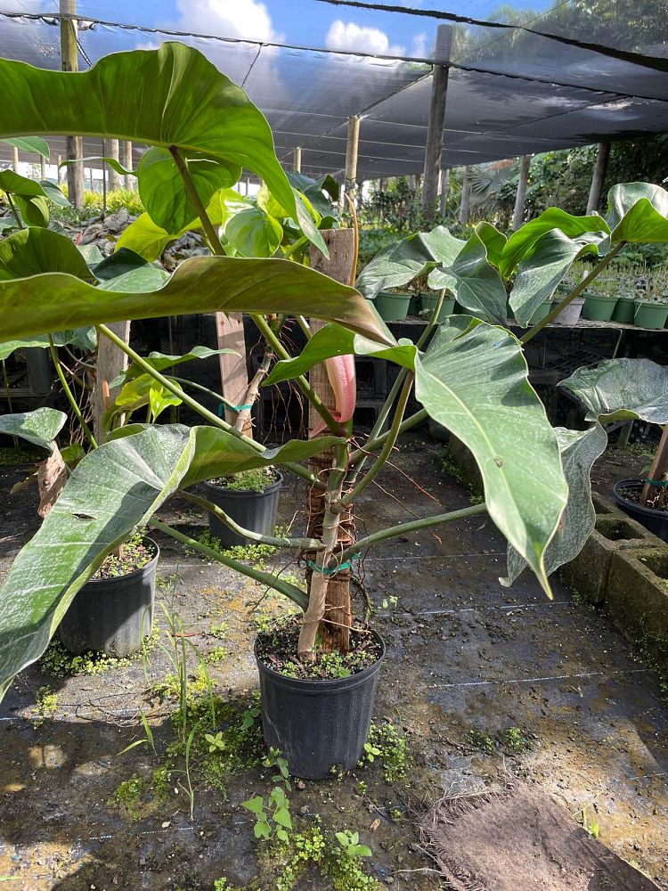 philodendron-mexicanum