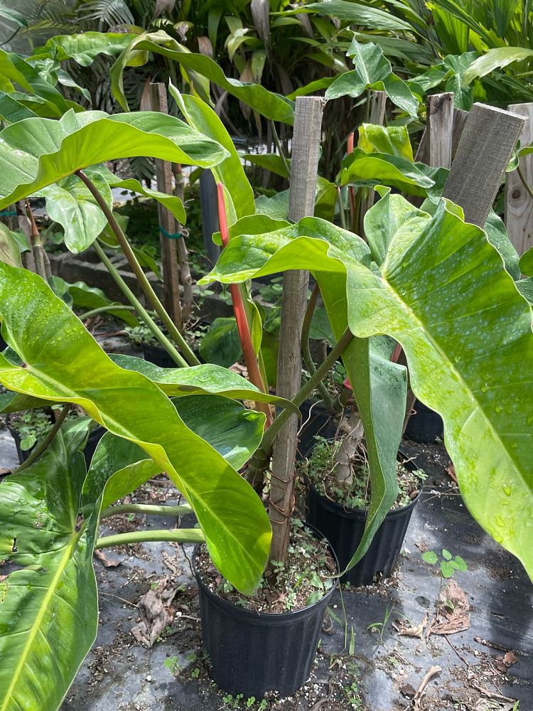 philodendron-mexicanum