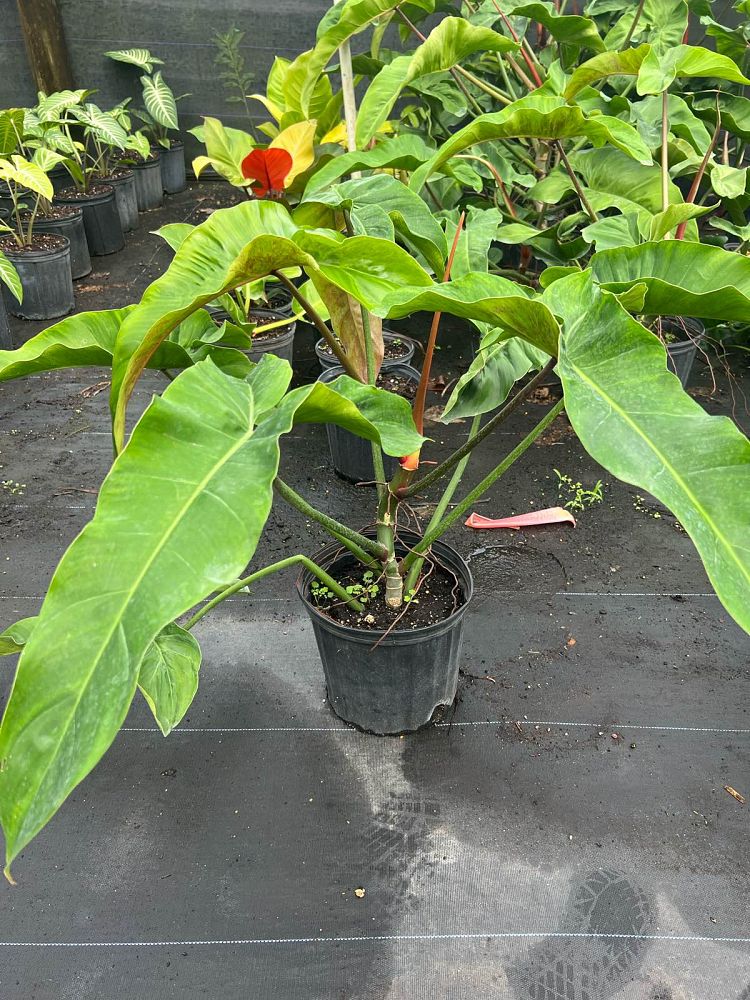 philodendron-mexicanum
