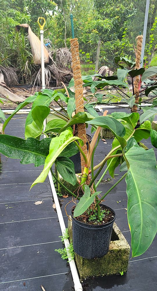 philodendron-mexicanum