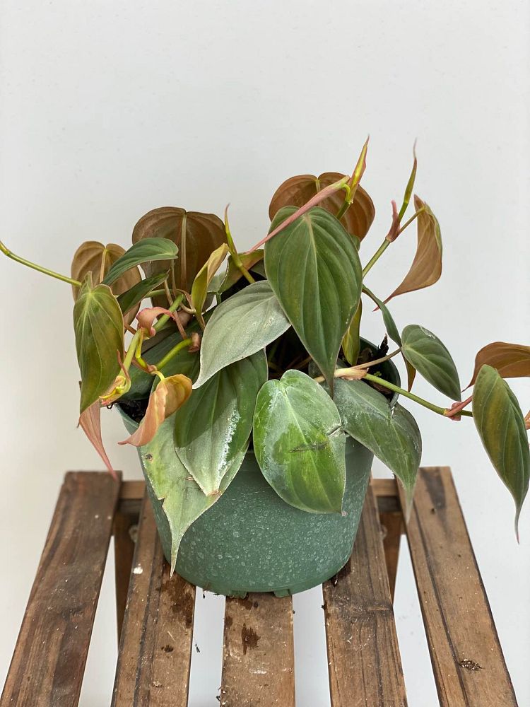 philodendron-micans