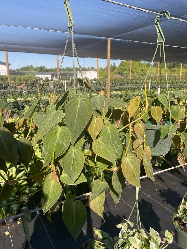 philodendron-micans