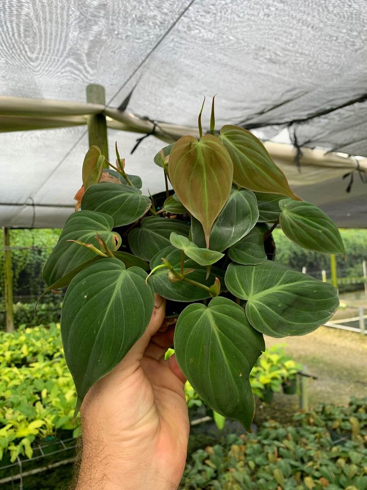 philodendron-micans