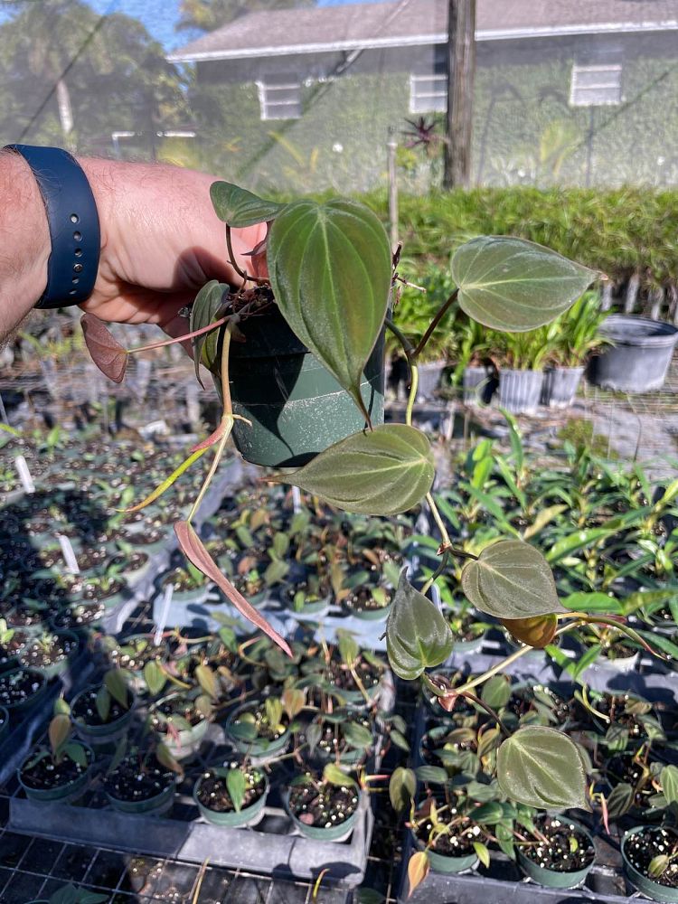 philodendron-micans