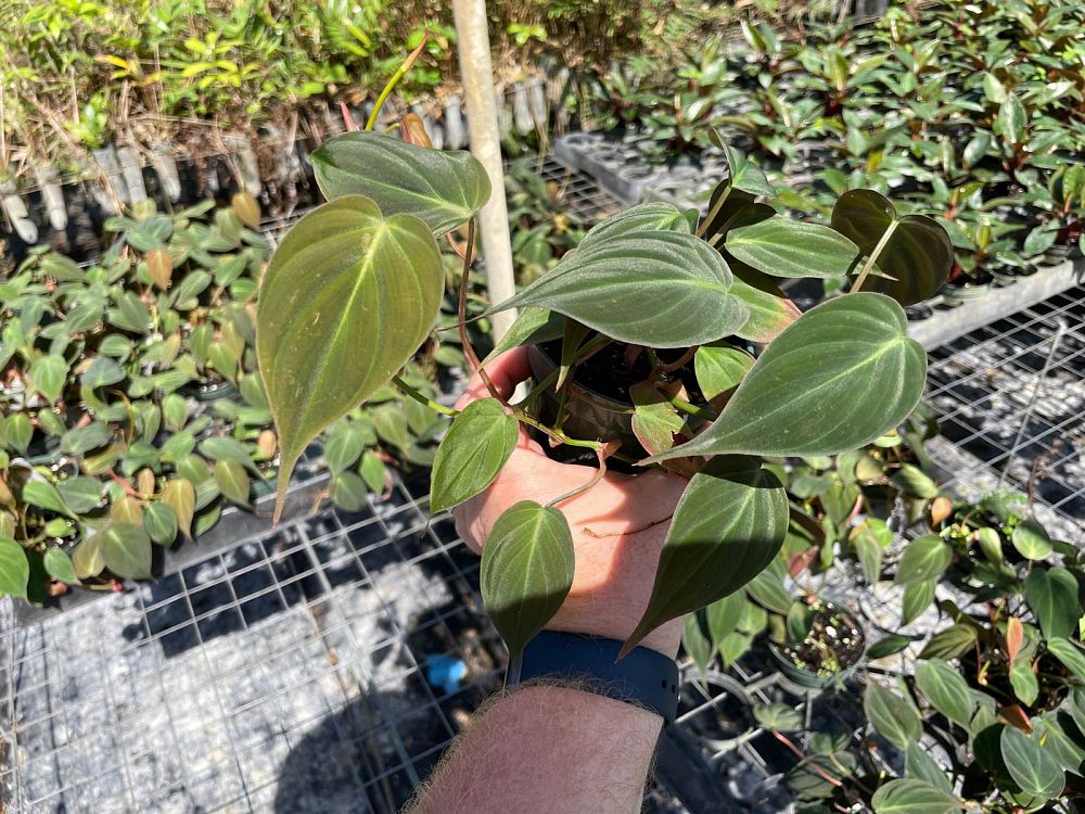 philodendron-micans