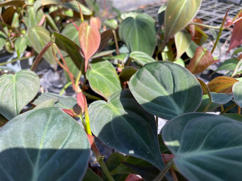 philodendron-micans