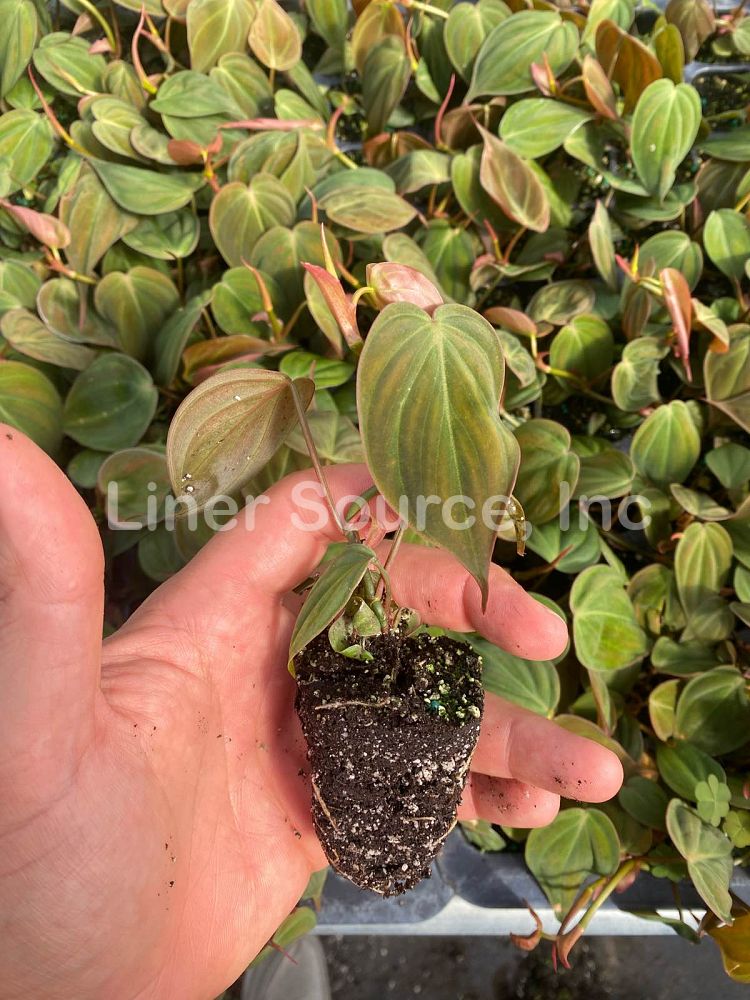 philodendron-micans