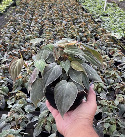 philodendron-micans