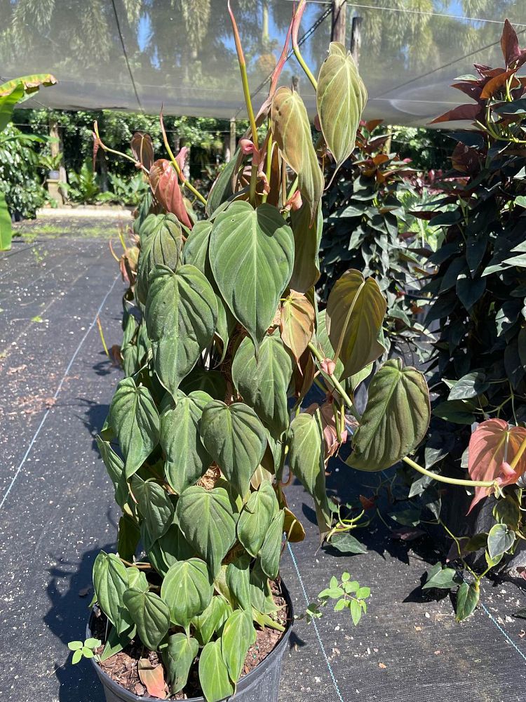 philodendron-micans