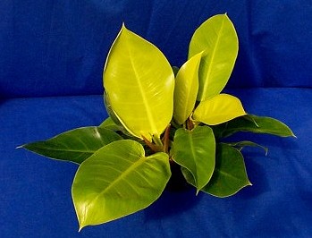 philodendron-moonlight