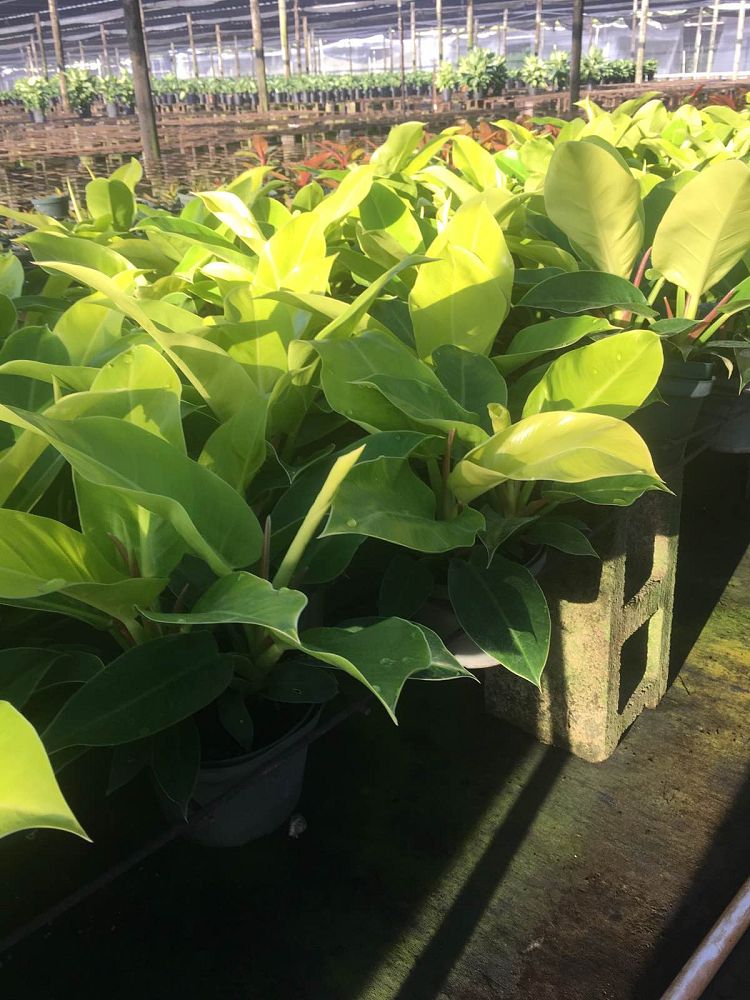 philodendron-moonlight