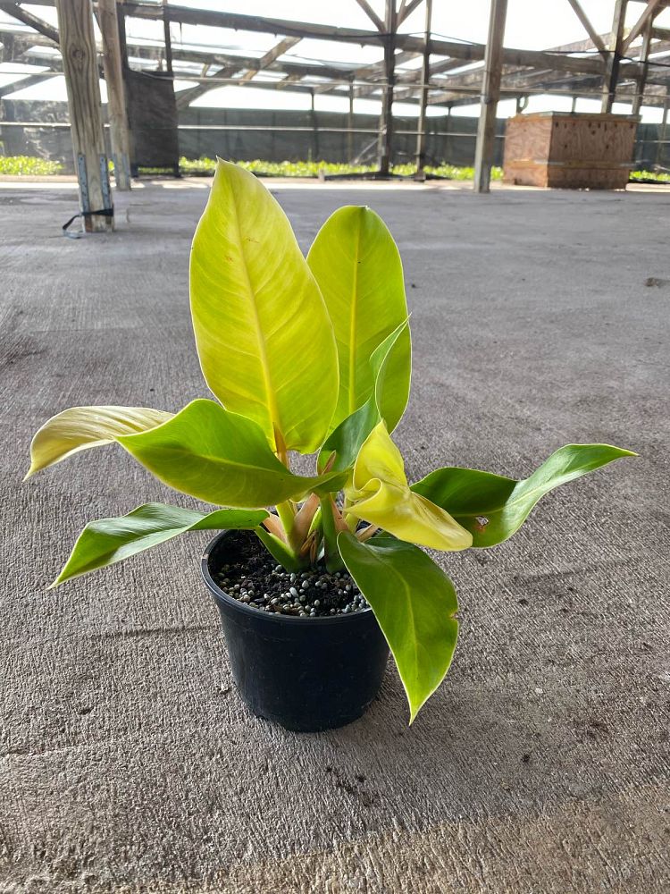 philodendron-moonlight