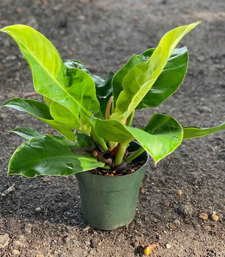 philodendron-moonlight