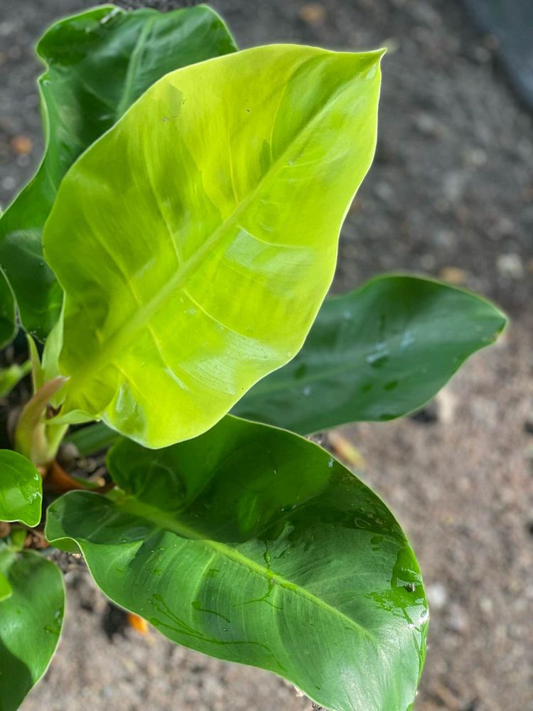 philodendron-moonlight