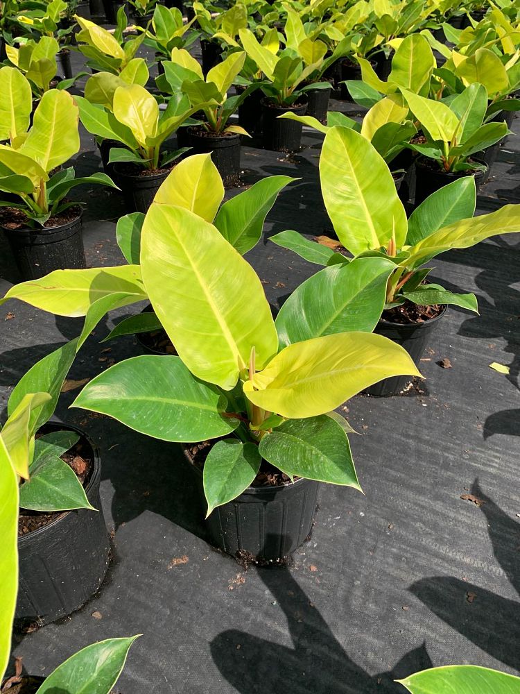 philodendron-moonlight
