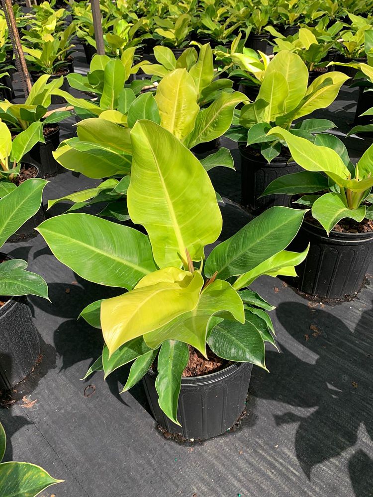 philodendron-moonlight