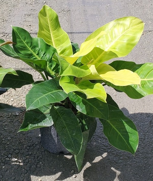 philodendron-moonlight