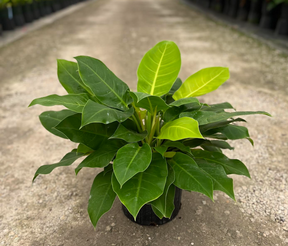 philodendron-moonlight