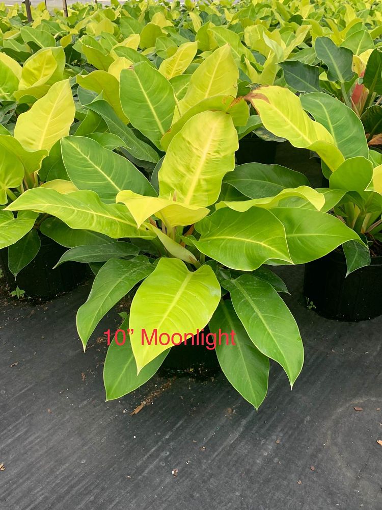 philodendron-moonlight