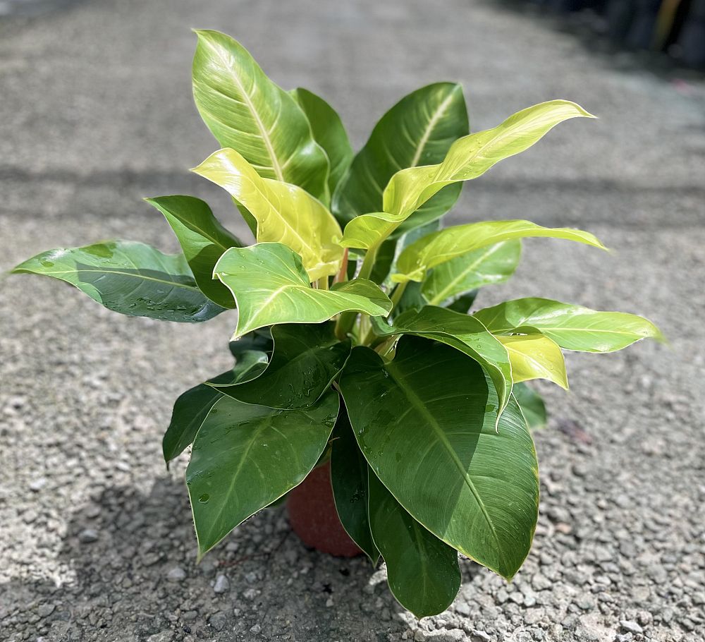 philodendron-moonlight