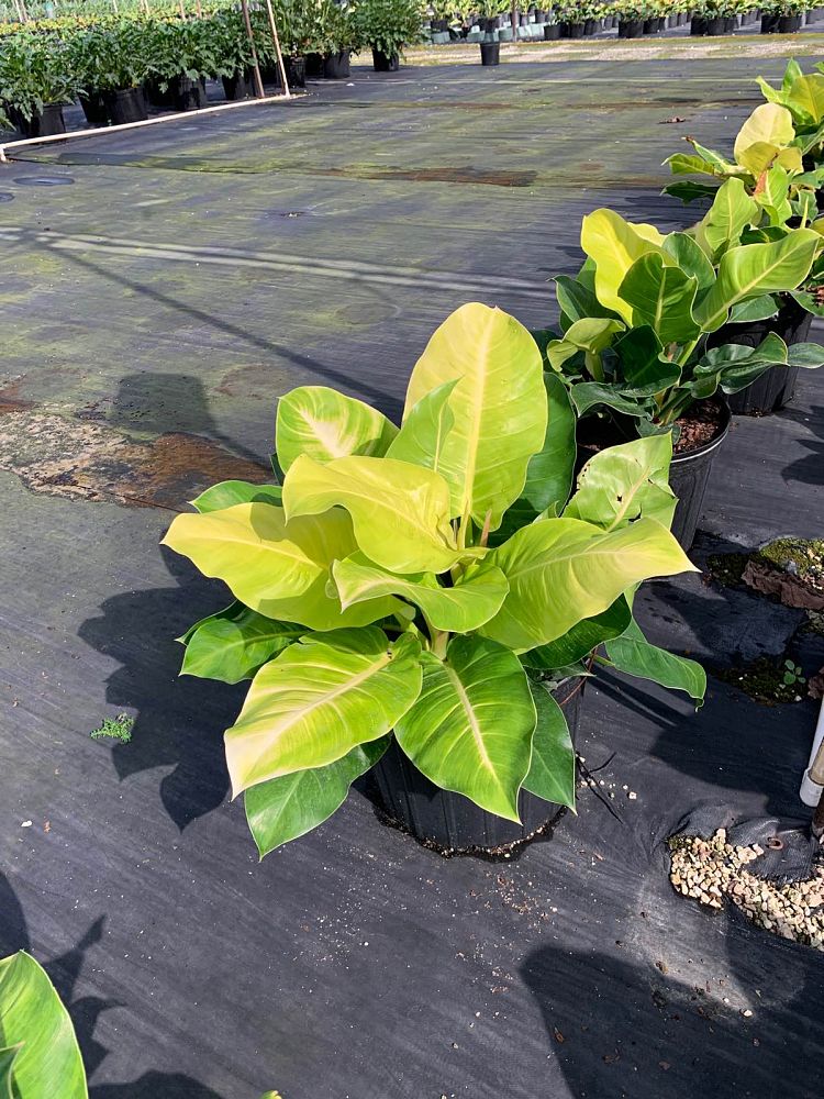 philodendron-moonlight
