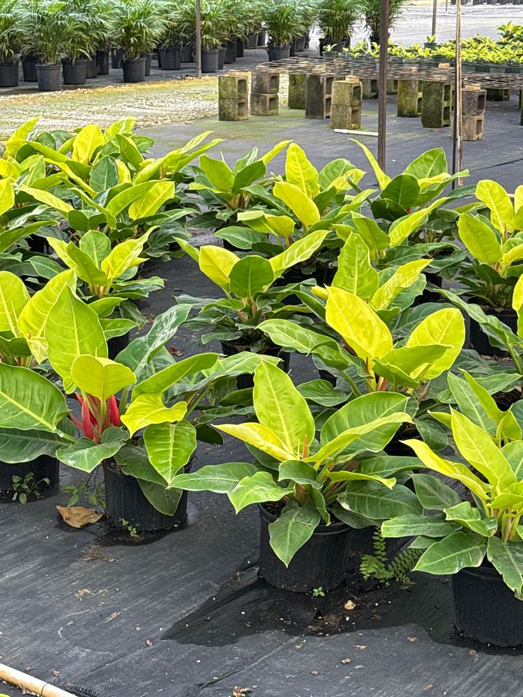 philodendron-moonlight