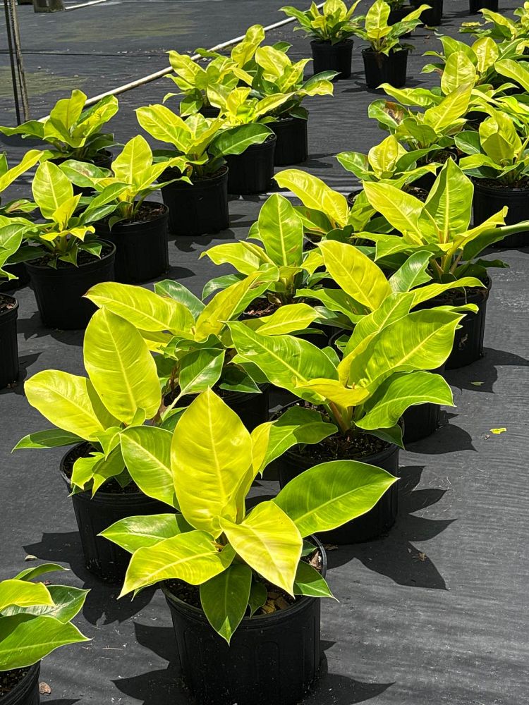 philodendron-moonlight