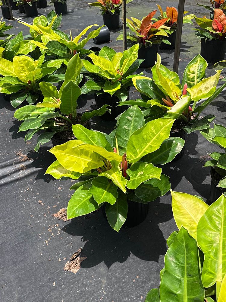 philodendron-moonlight