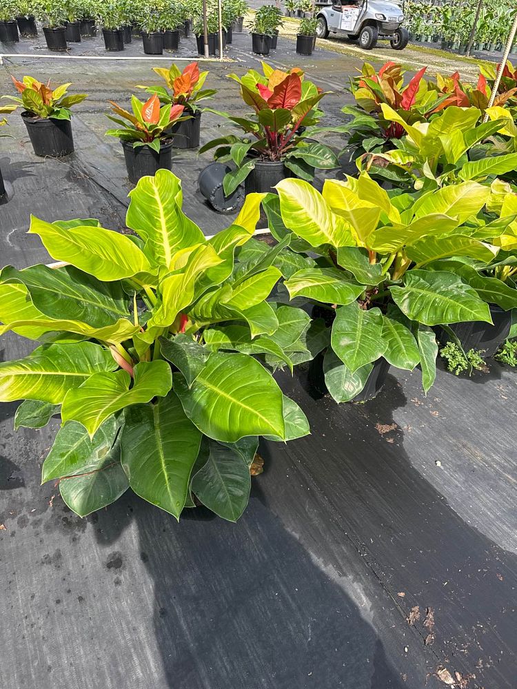 philodendron-moonlight