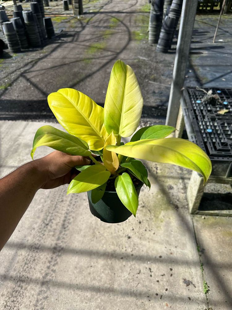 philodendron-moonlight