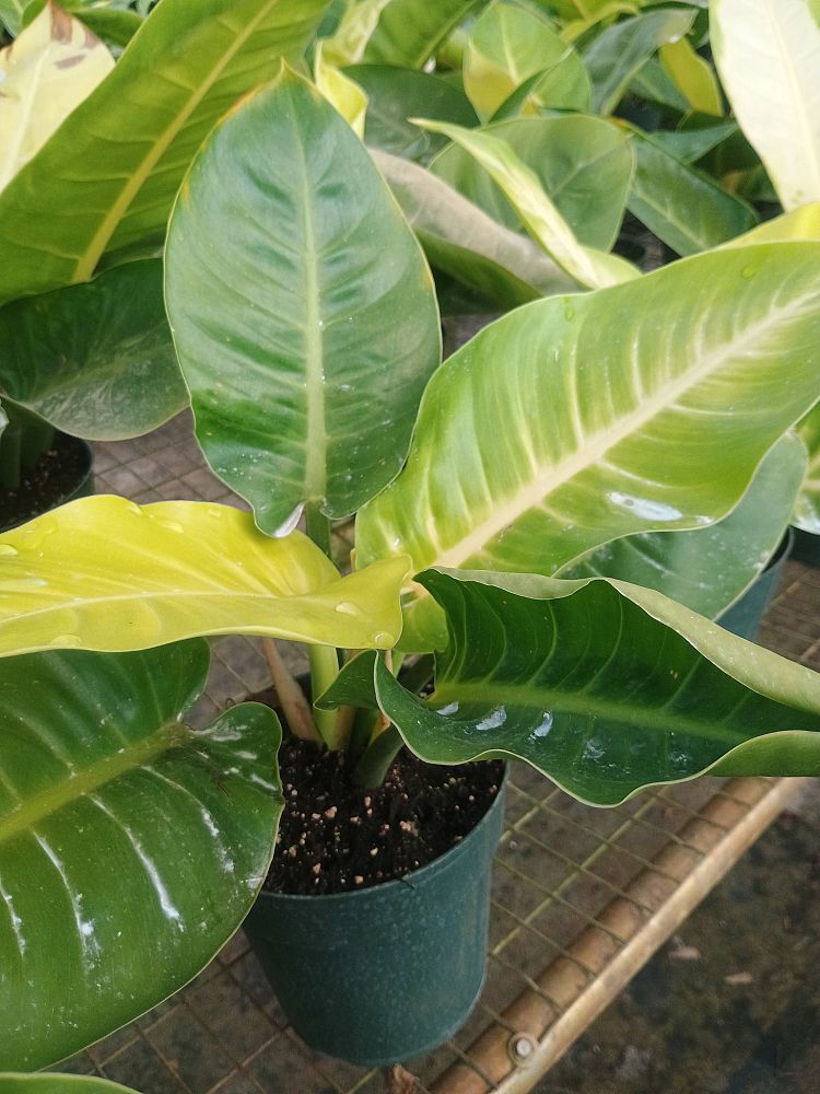 philodendron-moonlight