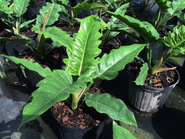 philodendron-narrow