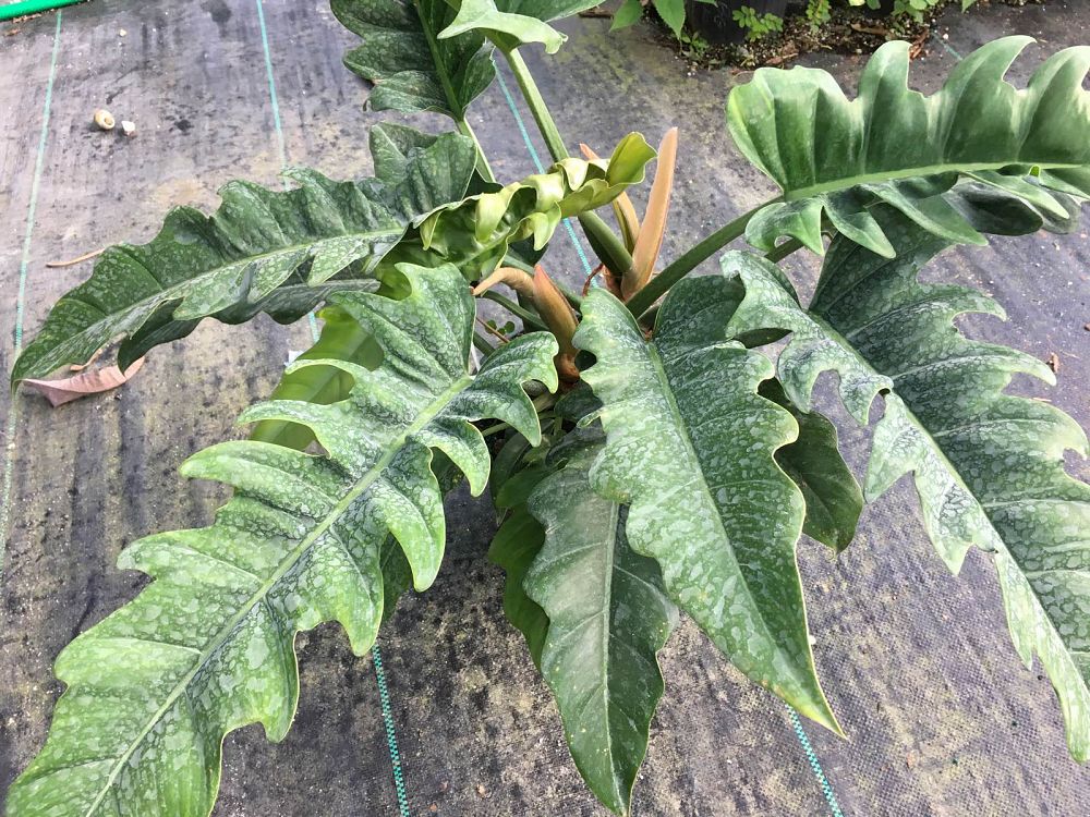 philodendron-narrow