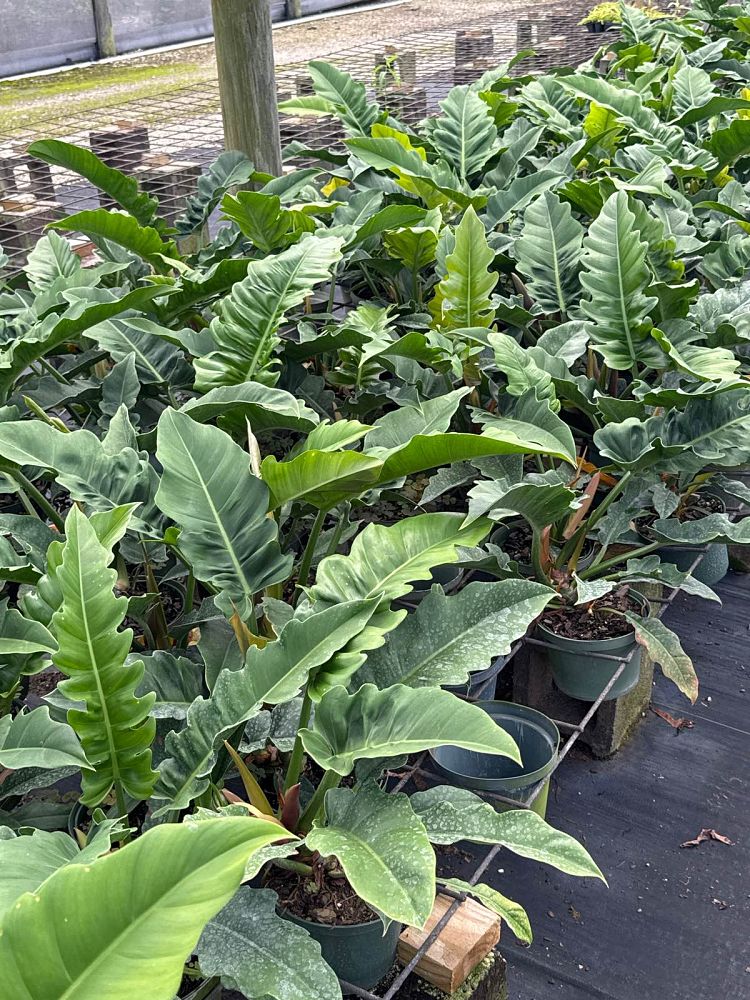 philodendron-narrow